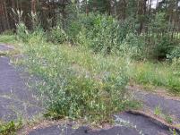 PLANT
